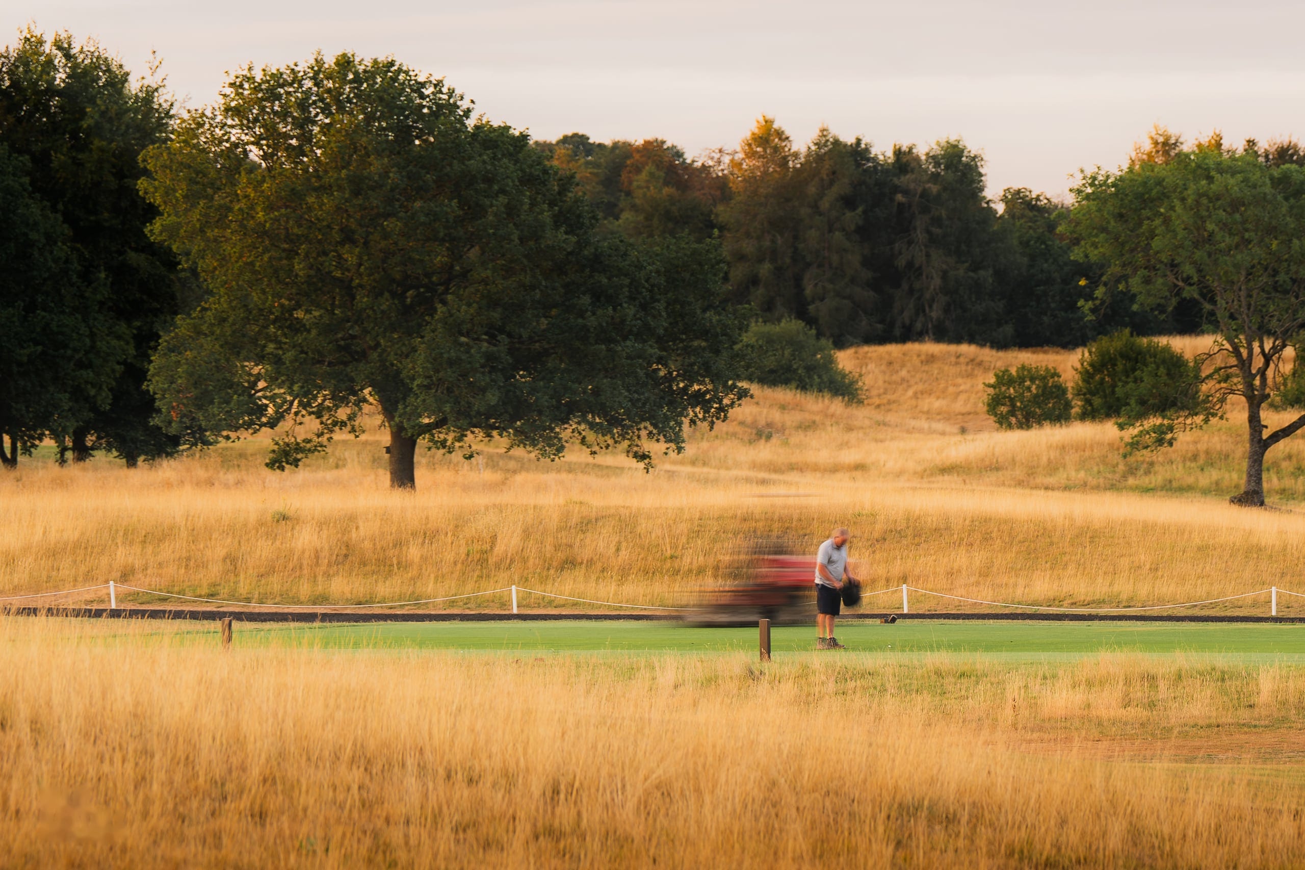 A mature tree standing over a fairway in low golden light