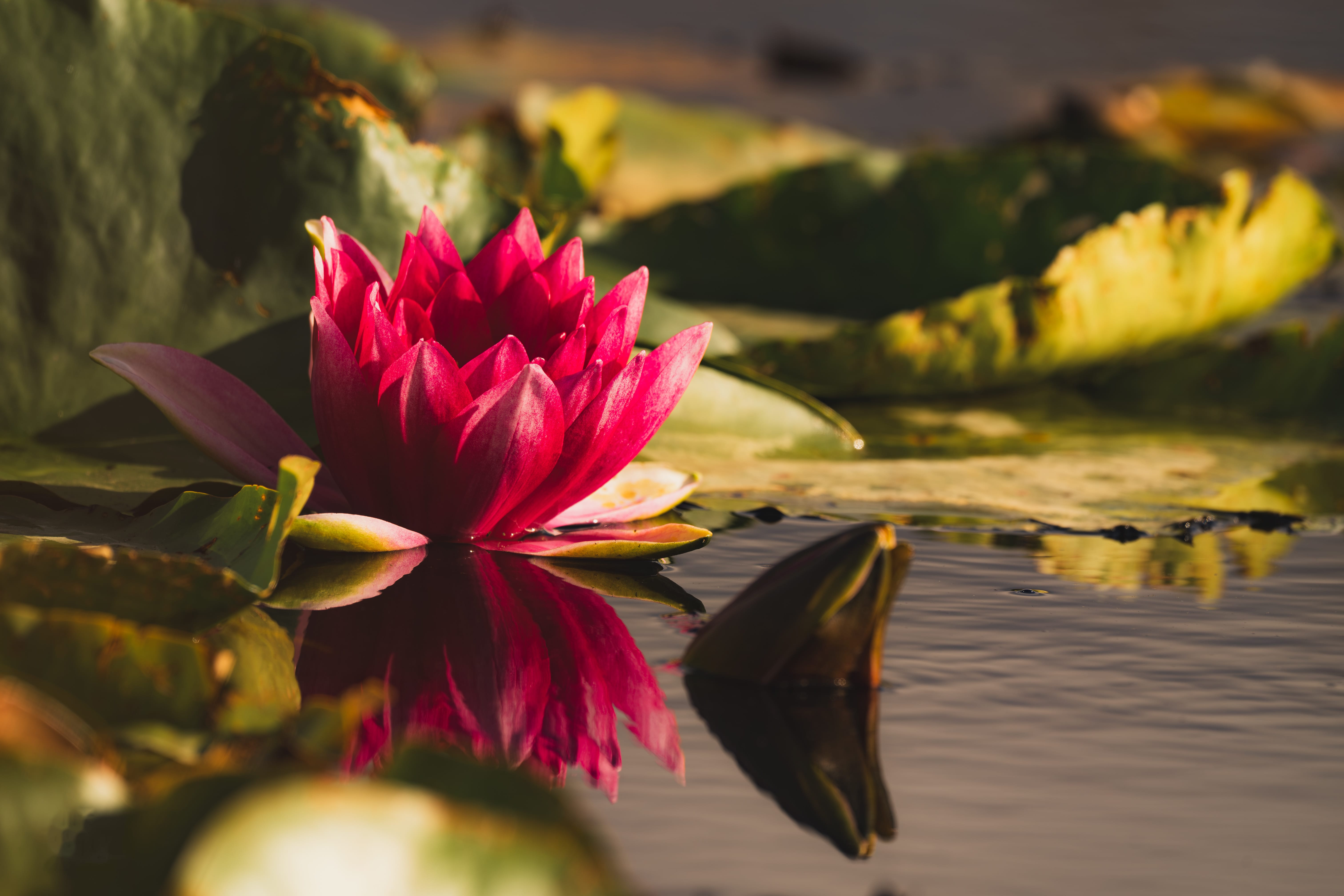 A pink water lily flowering on the pond